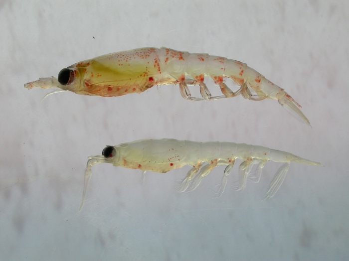 Thysanoessa - krill