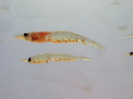 Krill-pair