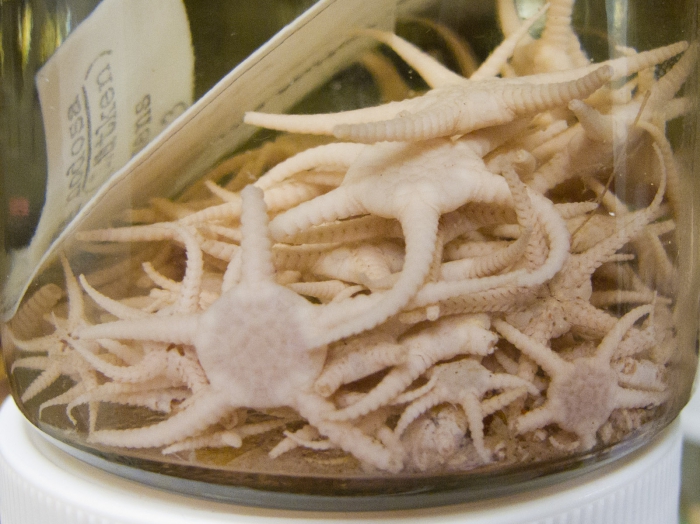 Stegophiura nodosa - preserved