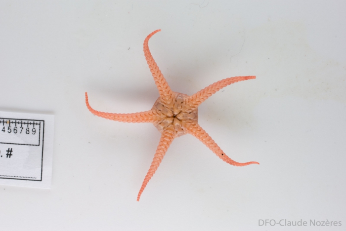 Stegophiura nodosa - oral view Stegophiura nodosa - oral view