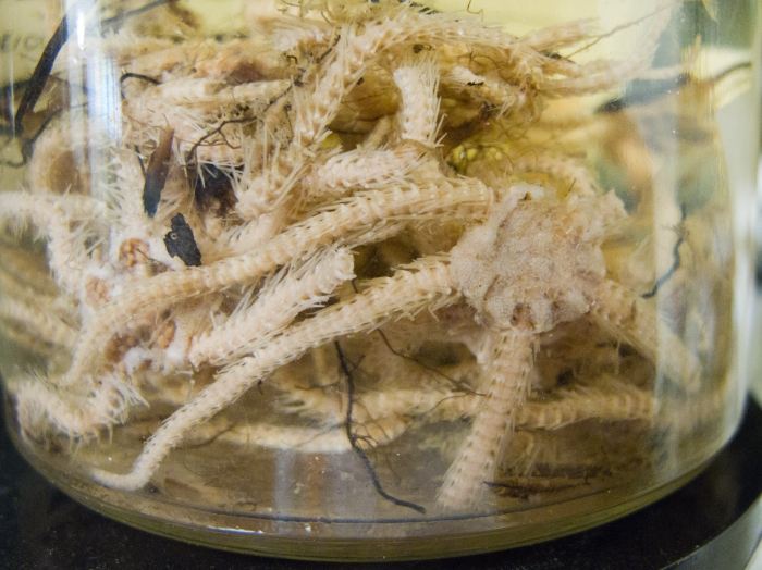 Ophiacantha bidentata - preserved, aboral