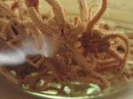 Brittle stars