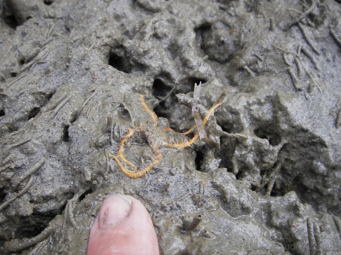 Ophiacantha bidentata - in vivo Ophiacantha bidentata - in vivo