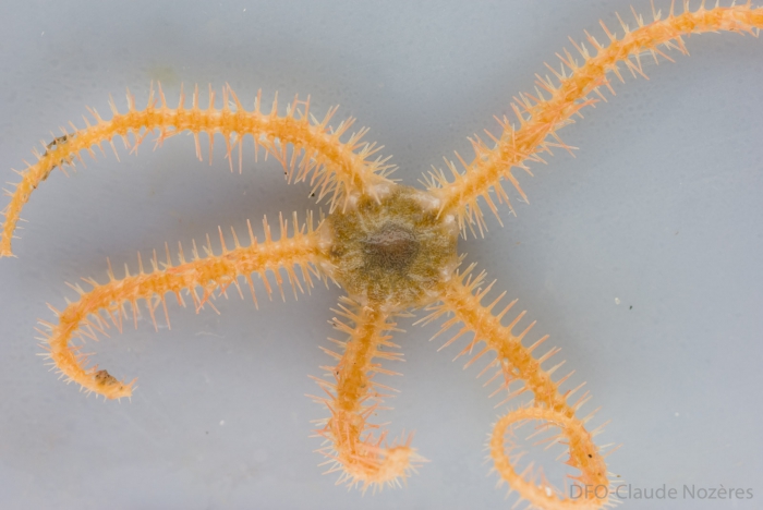 Ophiacantha bidentata - fresh Ophiacantha bidentata - fresh