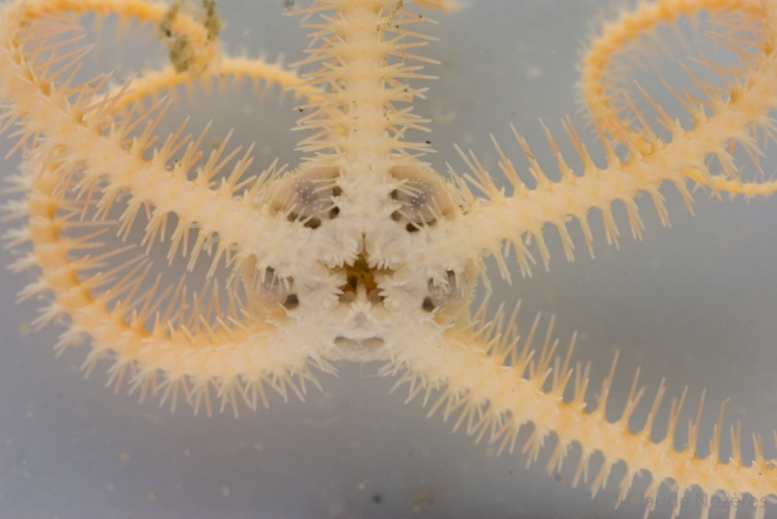 Ophiacantha bidentata -oral view Ophiacantha bidentata -oral view