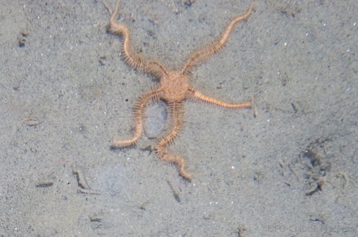 Ophiacantha bidentata in nature Ophiacantha bidentata in nature