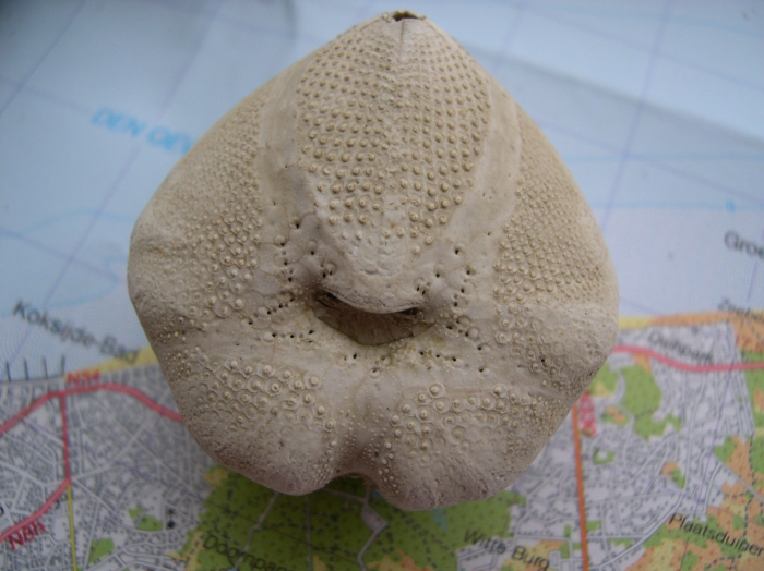Echinocardium cordatum (Pennant, 1777) Echinocardium cordatum (Pennant, 1777)