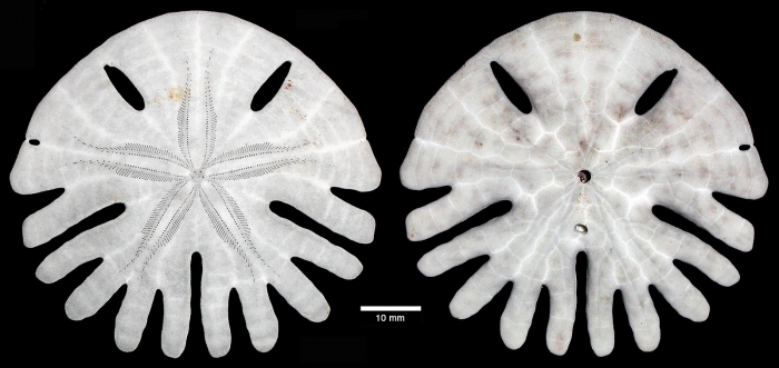 Rotula deciesdigitata Rotula deciesdigitata