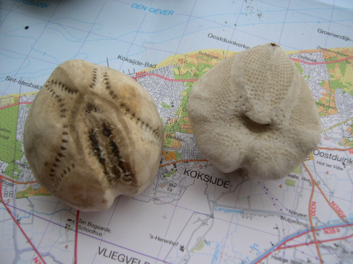 Echinocardium cordatum (Pennant, 1777) Echinocardium cordatum (Pennant, 1777)