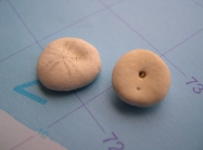Echinocyamus pusillus (O.F. Mler, 1776) 