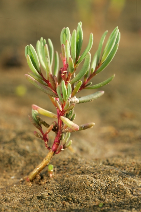 Klein schorrenkruid