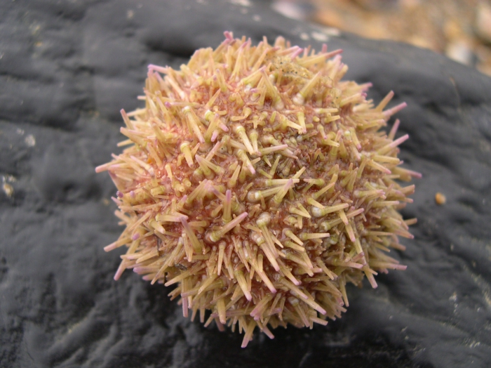 Psammechinus miliaris Psammechinus miliaris