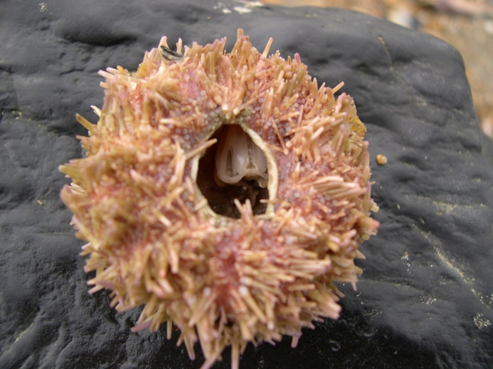 Psammechinus miliaris Psammechinus miliaris