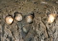 Mollusca (molluscs)