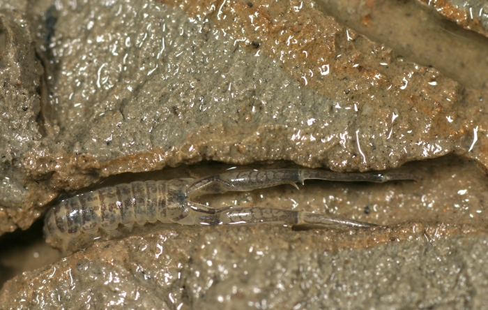 Corophium volutator Corophium volutator