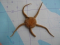 Echinodermata (echinoderms)