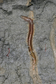 Polychaeta (bristle worms)