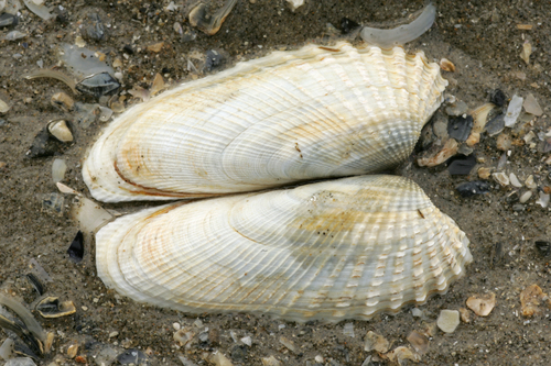 Shells American piddock