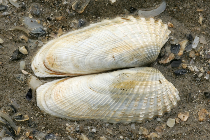 Shells American piddock