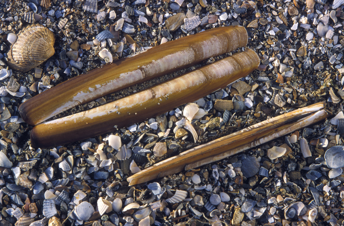 Shells American jack knife clam