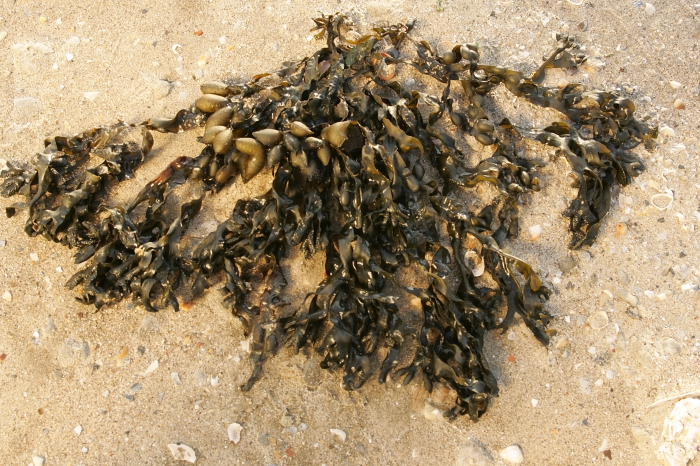 Bladder wrack Bladder wrack