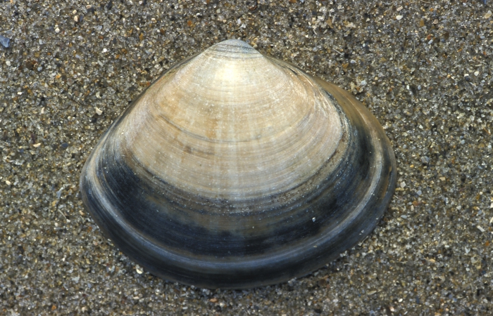 Grote strandschelp