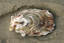Japanse oester
