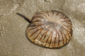 Scyphozoa (jelly fish)