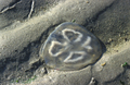 Scyphozoa (jelly fish)