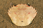 Carapax of velvet crab, author: Decleer, Misjel