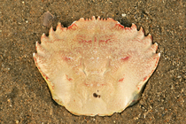 Carapax of velvet crab