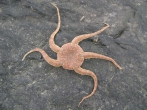 Ophiura ophiura (Linnaeus, 1758), author: Nuyttens, Filip Ophiura ophiura (Linnaeus, 1758), author: Nuyttens, Filip
