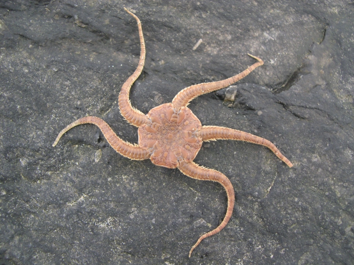 Ophiura ophiura (Linnaeus, 1758) Ophiura ophiura (Linnaeus, 1758)