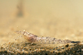 Crustacea (crustaceans)