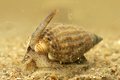 Mollusca (molluscs)