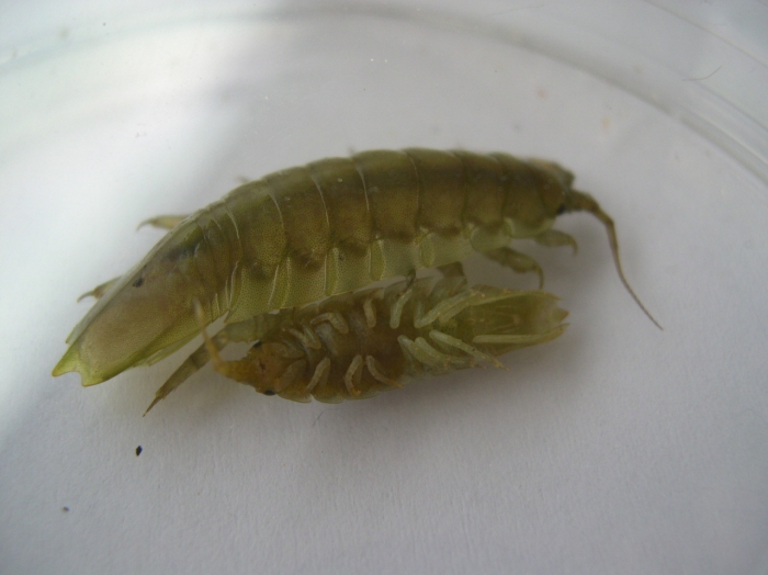 Idotea balthica (Pallas, 1772) Idotea balthica (Pallas, 1772)