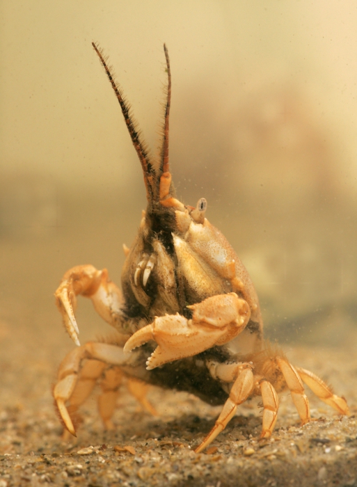 Corystes cassivelaunus Corystes cassivelaunus