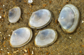 Mollusca (molluscs)