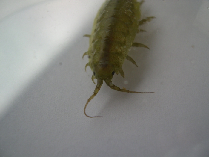 Idotea balthica (Pallas, 1772) Idotea balthica (Pallas, 1772)
