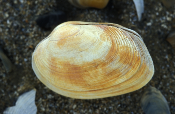 Pullet carpet shell