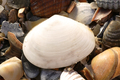 Mollusca (molluscs)