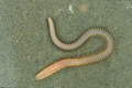 Polychaeta (bristle worms)