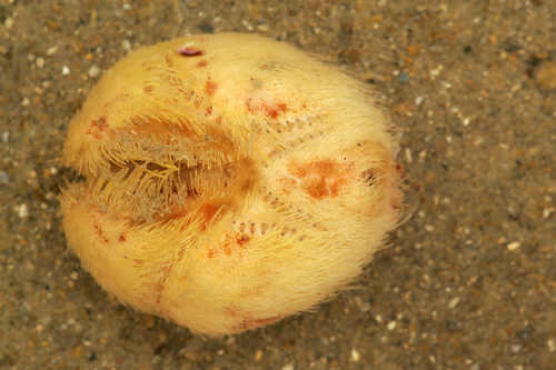 Echinocardium sp.