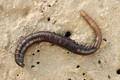 Polychaeta (bristle worms)