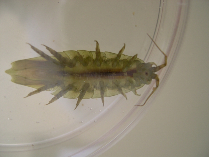 Idotea balthica (Pallas, 1772) Idotea balthica (Pallas, 1772)