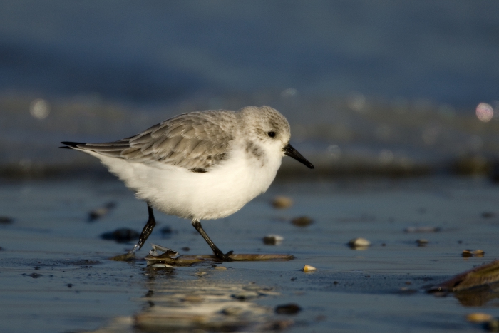Drieteenstrandloper Drieteenstrandloper
