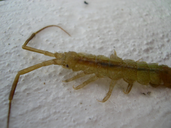 Idotea linearis (Linnaeus, 1766) Idotea linearis (Linnaeus, 1766)