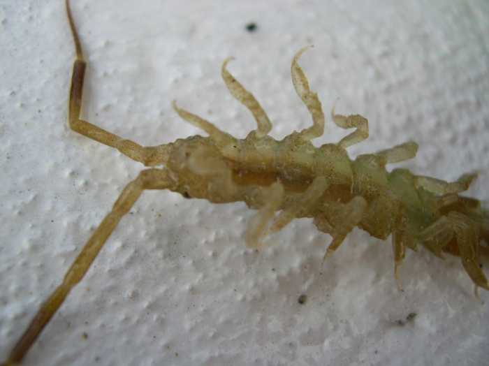 Idotea linearis (Linnaeus, 1766) Idotea linearis (Linnaeus, 1766)