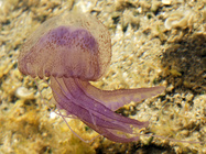 Pelagia noctiluca, Forskål, 1775