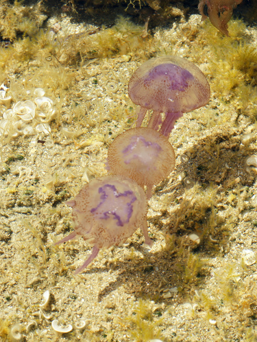 Pelagia noctiluca (Forskål, 1775)